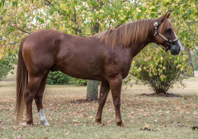 Lote NOGOYA TOBACCO ROAD