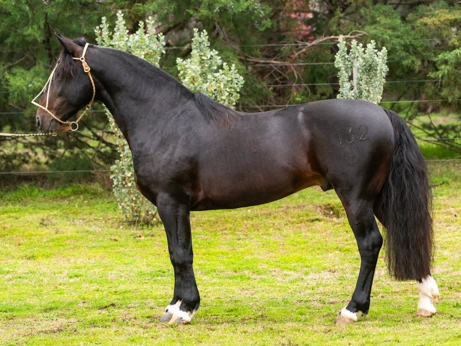 Lote Guirita Halcon 