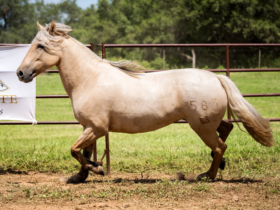 Lote SIRIGOTE MAMA MIA