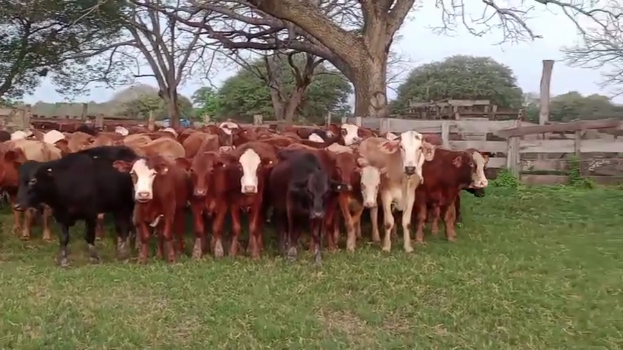 Lote 105 Terneros en Chaco, Laguna Blanca