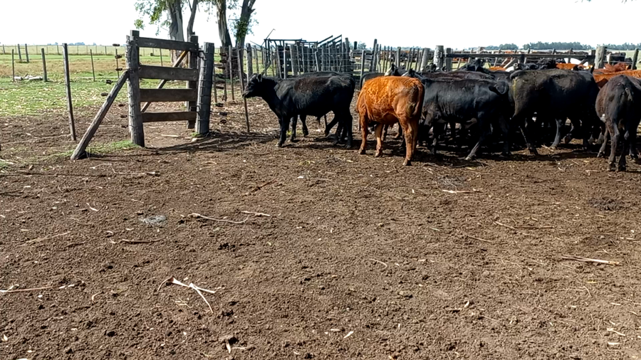 Lote 20 Terneros en arboledas, Buenos Aires