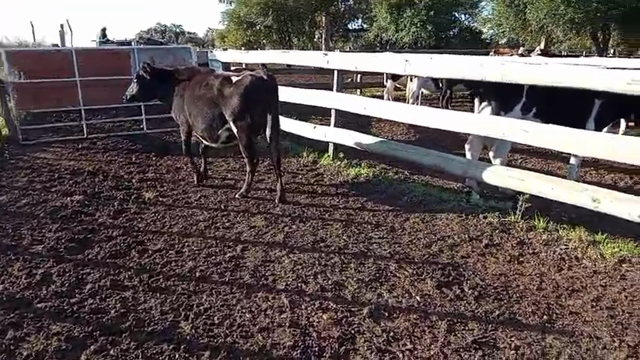 Lote Vaquillonas  a remate en Pantalla Camy 450kg - , Paysandú