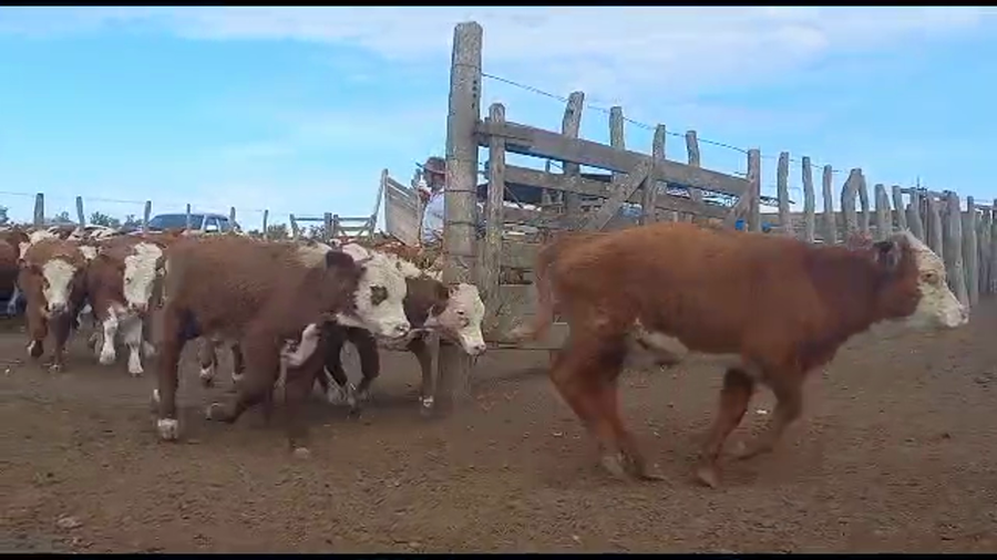 Lote 210 Terneros en La Paz, Entre Ríos
