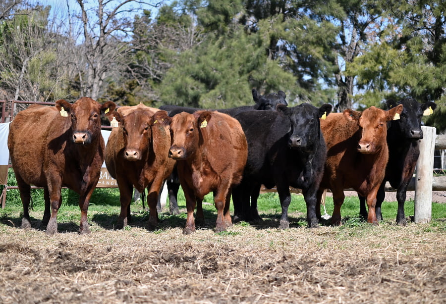 Lote Vientres Paridos MaS - Puros Controlados