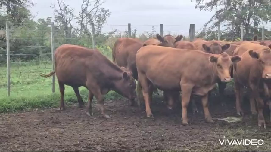 Lote 25 Vaquillonas C/ gtia de preñez