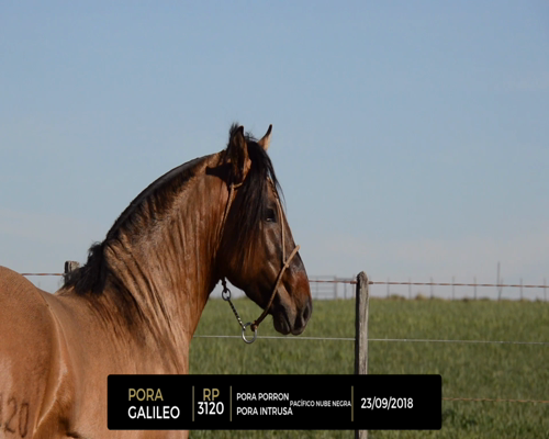 Lote PORA GALILEO