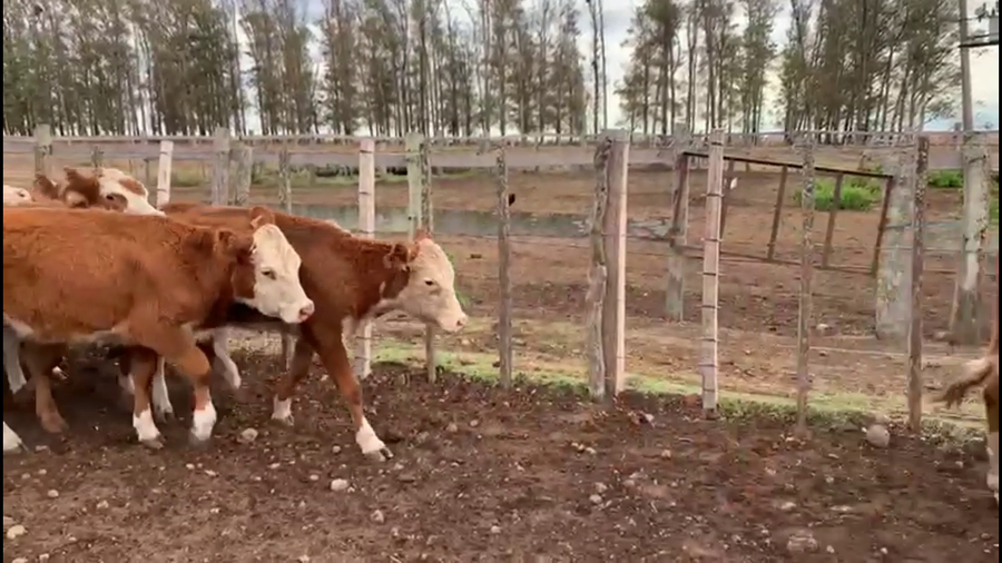 Lote TERNERAS