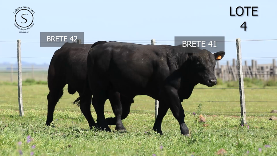 Lote 2 Toros a remate en 5° REMATE ANUAL SANTA INES, Artigas