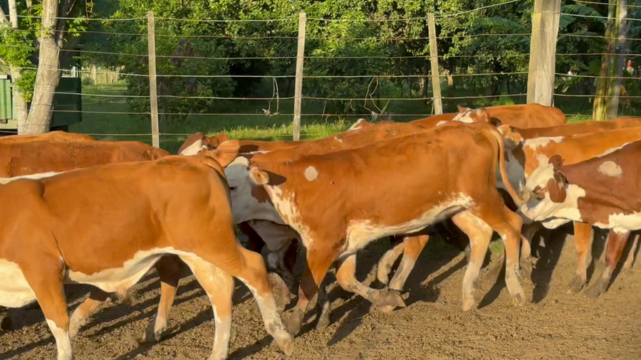 Lote 110 Terneros/as en Chaco, Gral. San Martín