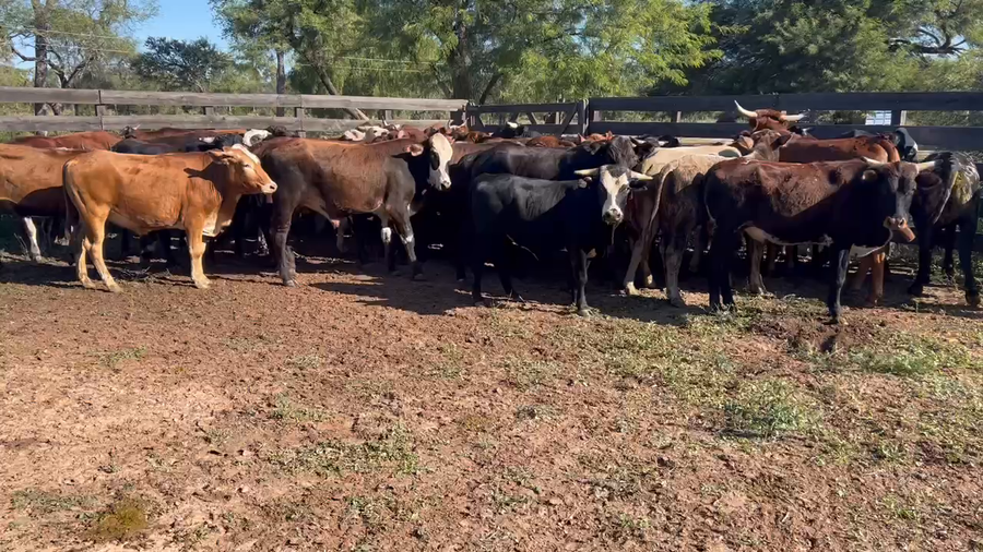 Lote 64 Novillitos en Juan José Castelli, Chaco