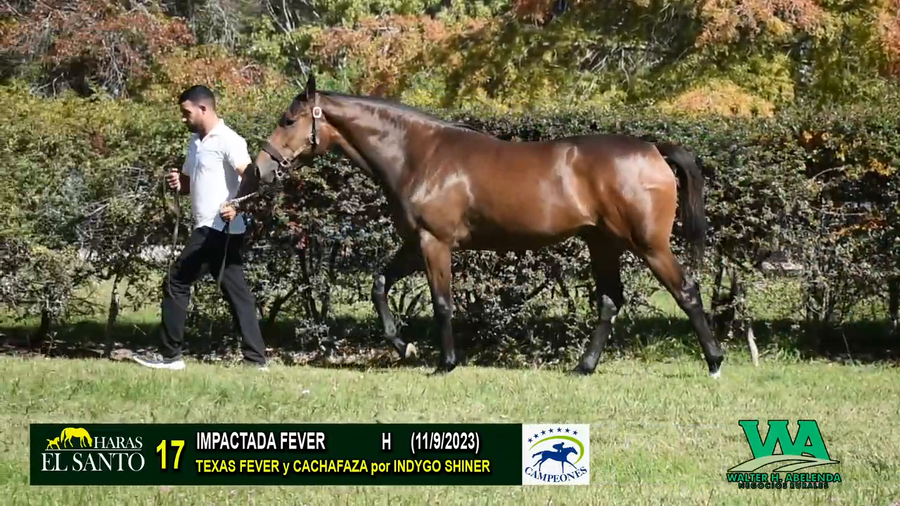 Lote IMPACTADA FEVER