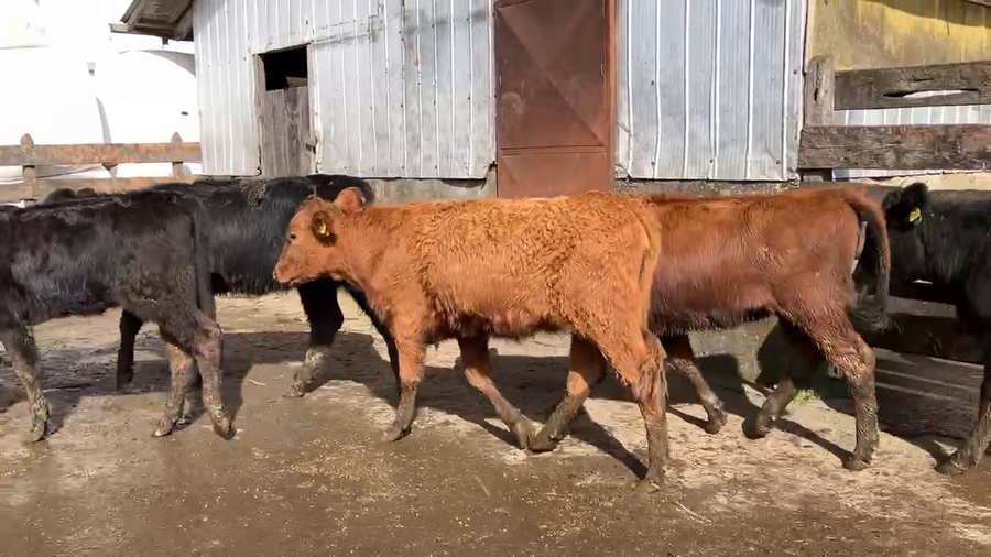 Lote 19 Ternera en Osorno, X Región Los Lagos