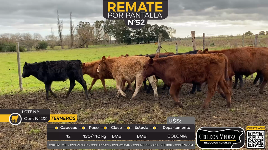 Lote 12 Terneros en La Horqueta, Colonia