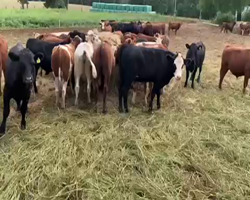 Lote 40 Novillo Engorda en Purranque, X Región Los Lagos