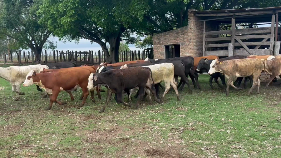 Lote 98 Terneras en Corrientes, San Roque