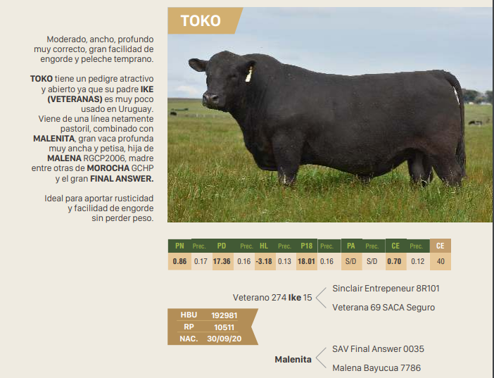 Lote Toko
