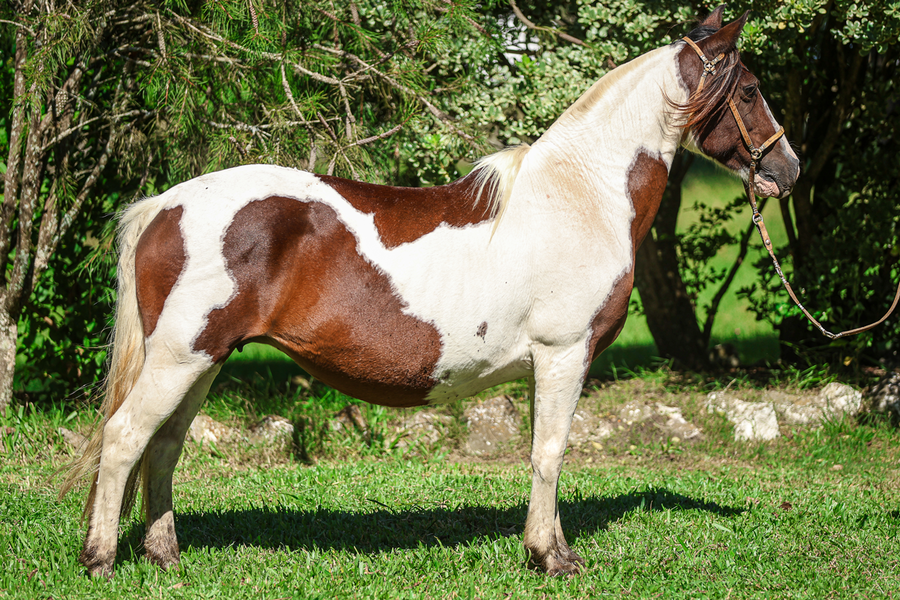 Lote JUNCO FIRMEZA II