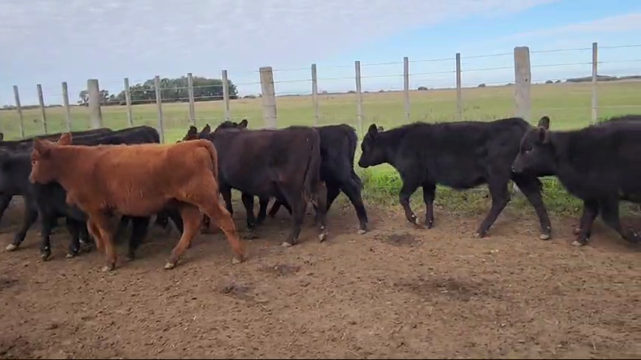 Lote 70 Terneras en Punta Indio, Buenos Aires