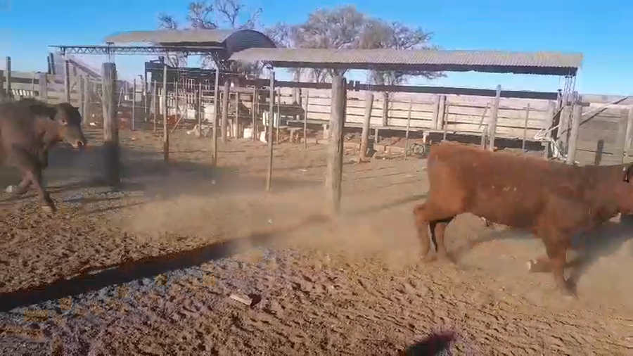 Lote 75 Novillitos