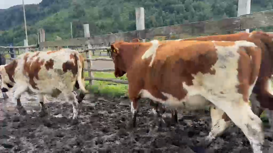Lote 52 Novillo Engorda en Puyehue, X Región Los Lagos
