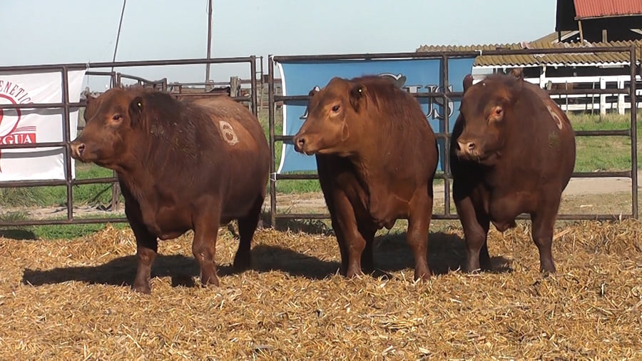 Lote TOROS ANGUS COLORADOS PC