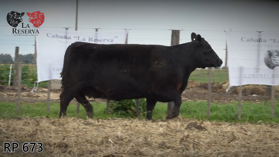 Lote Vaquillonas preñadas
