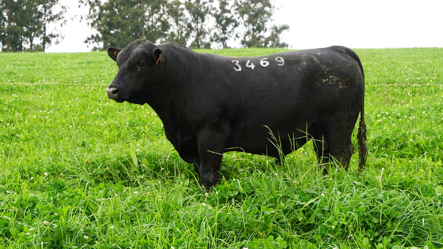 Lote Toros a remate en Ganadera Barracas S.A en Caraguata