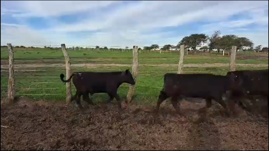 Lote 108 Terneros/as en Chajari,  Entre Rios