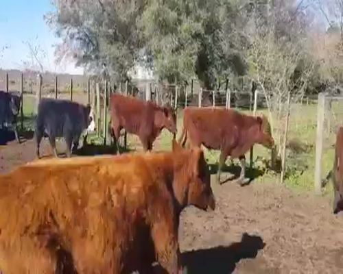 Lote 60 Terneros/as de 195Kg en Monte, Buenos Aires