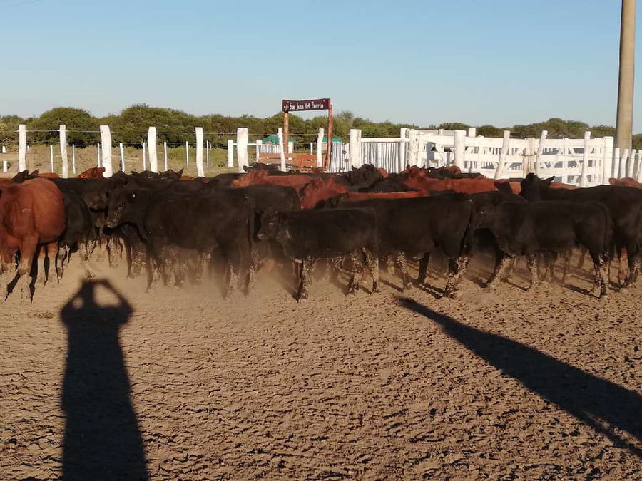 Lote 75 Terneros en Federal, Entre Ríos