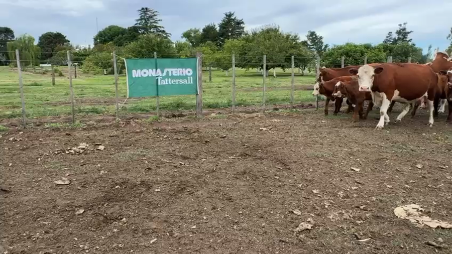 Lote 13 Vacas con Cría en Daireaux