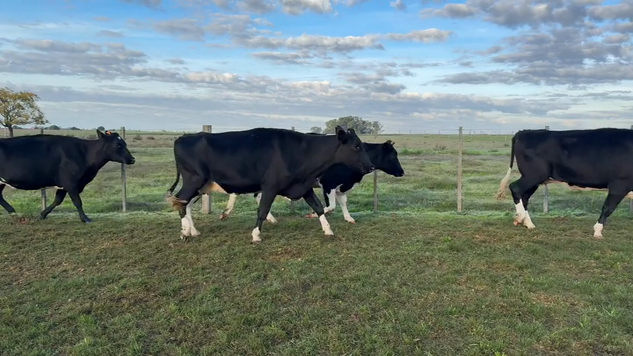 Lote VACA DE INVERNADA