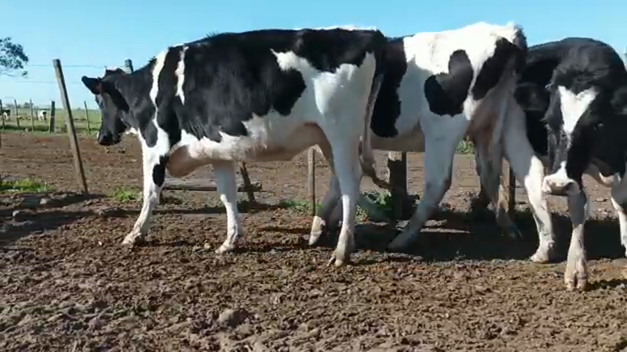 Lote (Vendido)3 Vaquillonas 1 a 2 años HOLANDO a remate en 5to remate por pantalla ENTRE MARTILLOS, San José