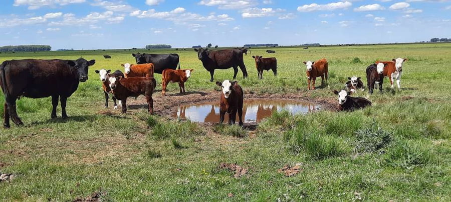 Lote 70 Terneros en Laprida, Buenos Aires