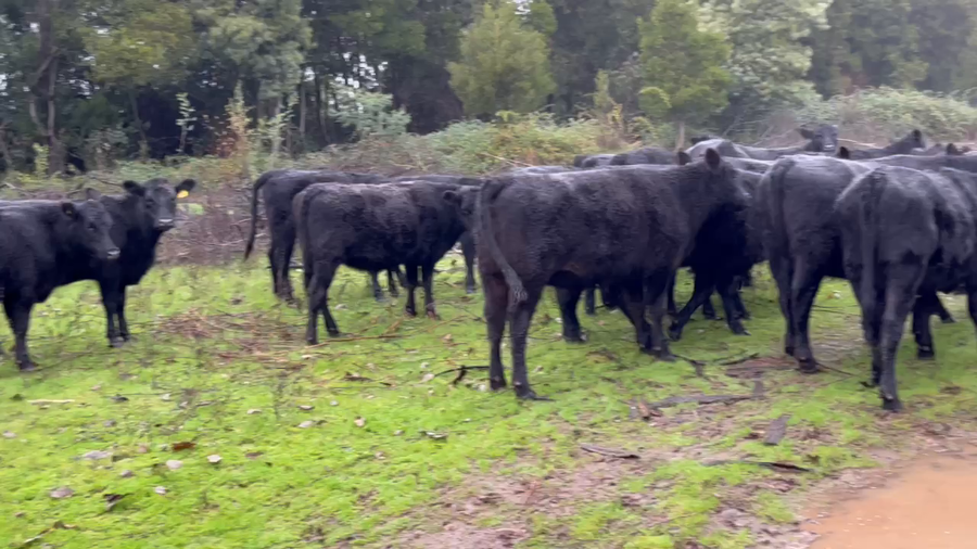 Lote 24 Vaquilla Encaste en San Carlos, XVI Región Ñuble