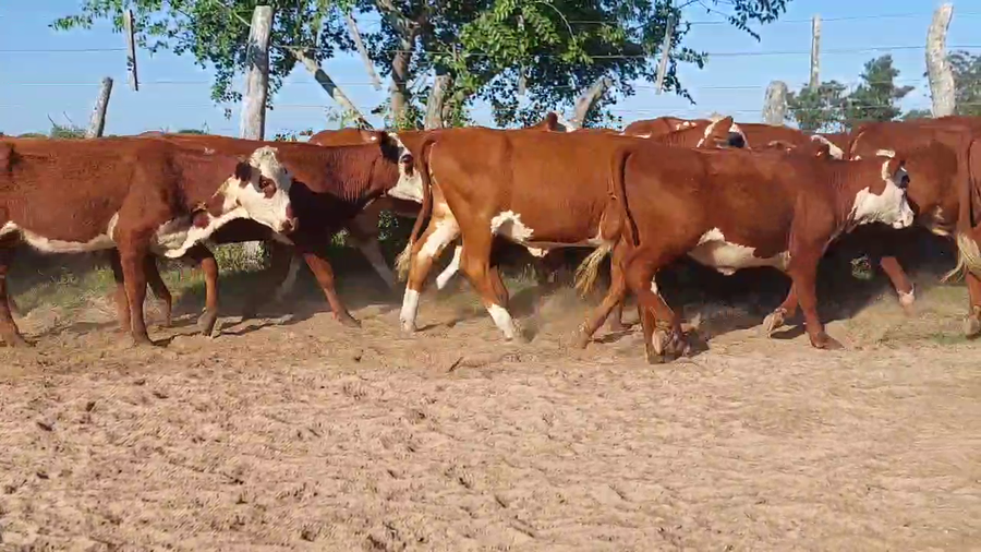 Lote 315 Terneras en Corrientes, Esquina