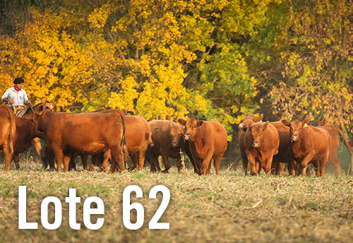 Lote 10 VAQUILLONAS PREÑADAS ANGUS M.A.S