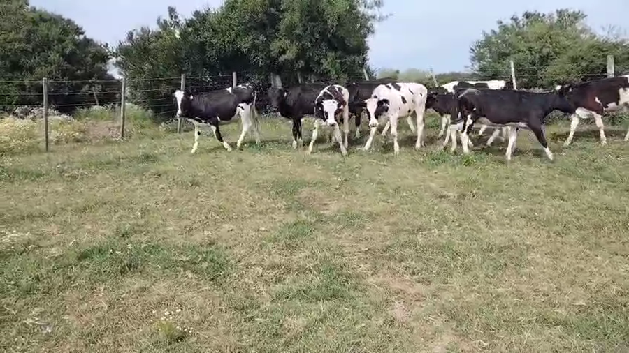 Lote 15 Terneras a remate en Pantalla Camy, San José