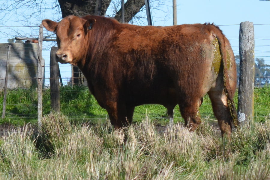 Lote Toros PC