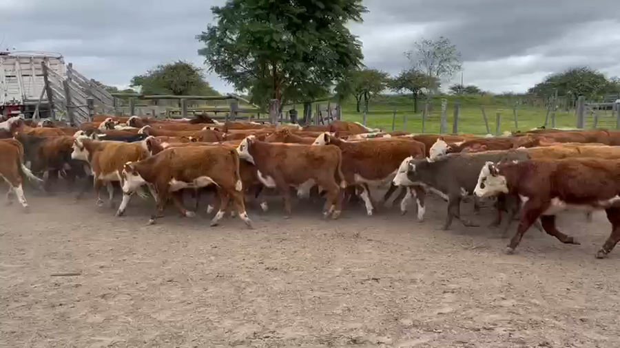 Lote 75 Terneros en Curuzú-Cuatiá, Corrientes