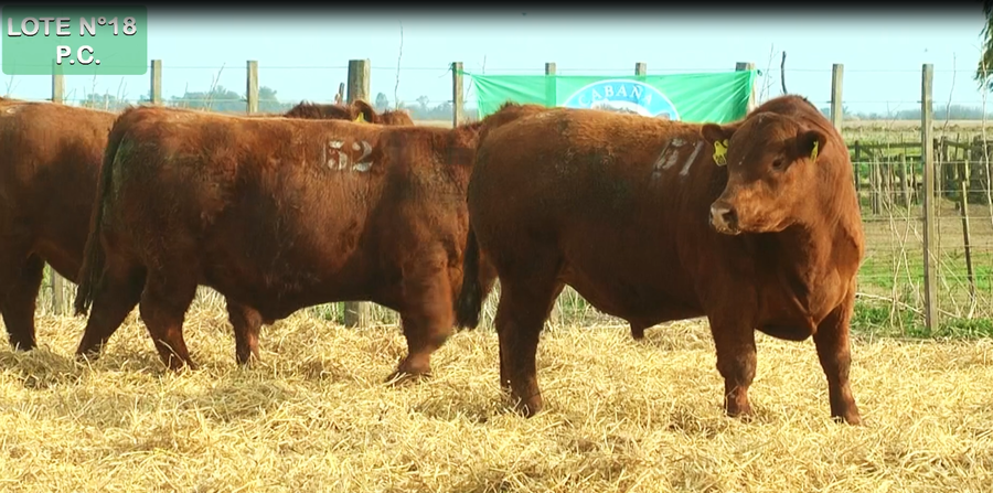 Lote TOROS PUROS CONTROLADOS