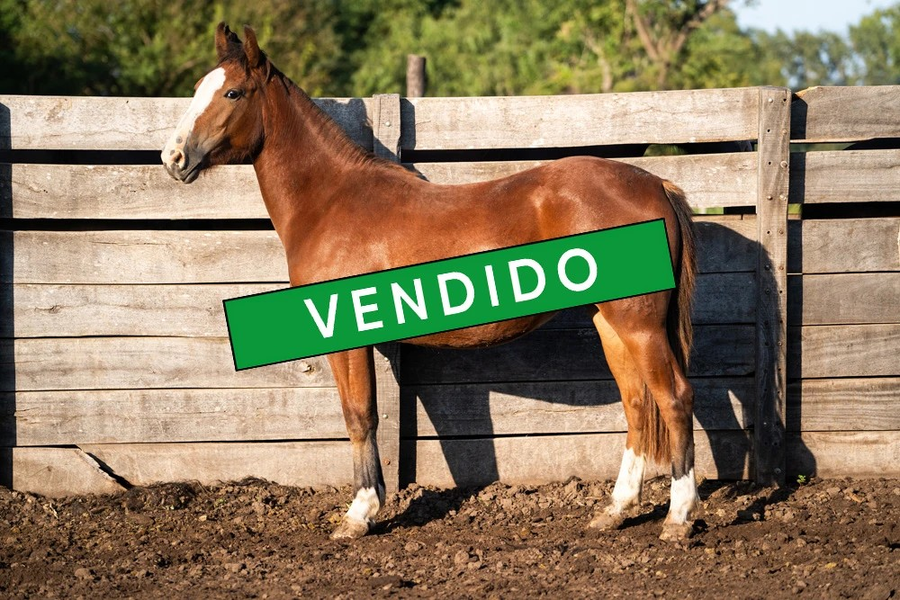 Lote VIRTUD JACINTA (Oculto)