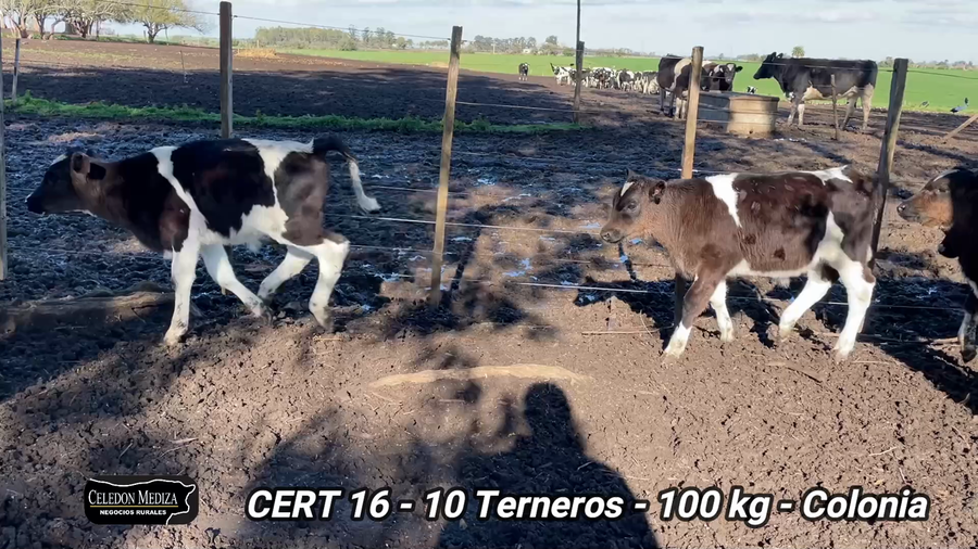 Lote 10 Terneros en Colonia
