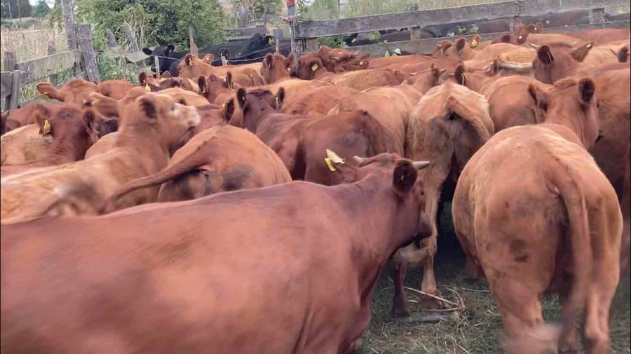Lote 57 Vaquilla Engorda en Río Negro, X Región Los Lagos