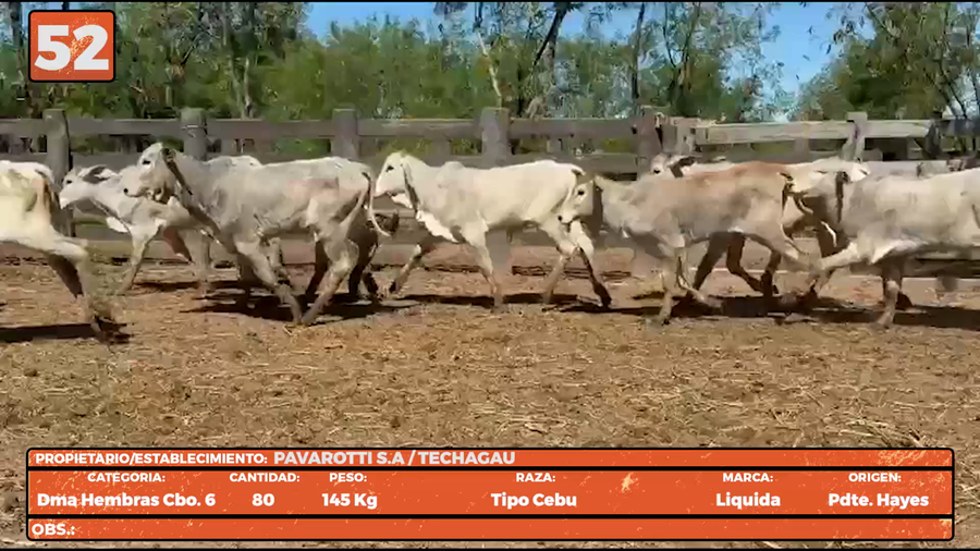Lote LOTE 52