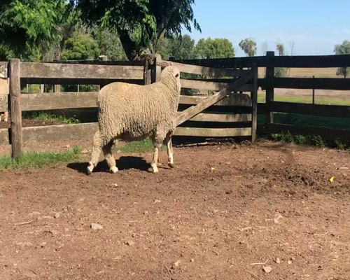 Lote 1 Borregos Planteleros en Cerro Largo, Cerro Largo