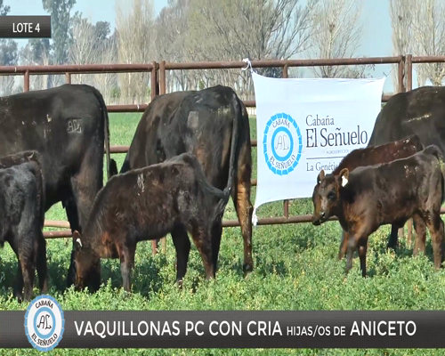 Lote 5 Vaquillona PC parida en Viamonte, Córdoba