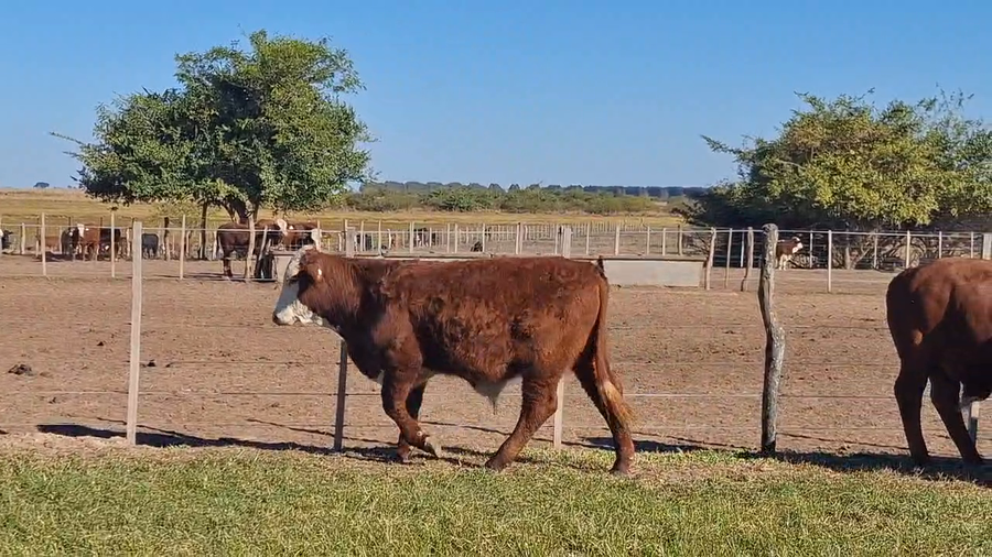 Lote 90 Terneros
