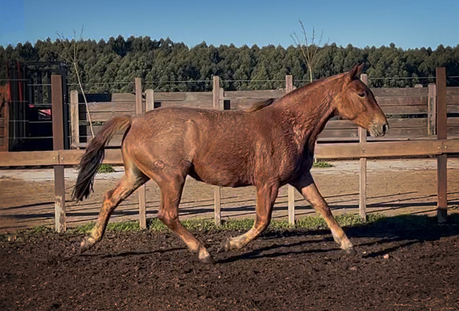 Lote PAULISTA FORMOSA