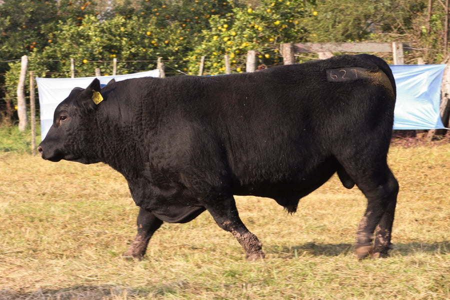 Lote CABAÑA COEMBOTÁ: RP 627